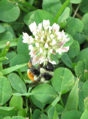 A Red belted bumblebee (B. rufocinctus) feeds on White clover in the Green Mountain National Forest, Vermont. Still common, this species is being ‘compressed’ downslope as climate change compels trees to expand upslope into formerly open areas where bumblebees nested, foraged, and over wintered. Photo credit: Karen Johnston.