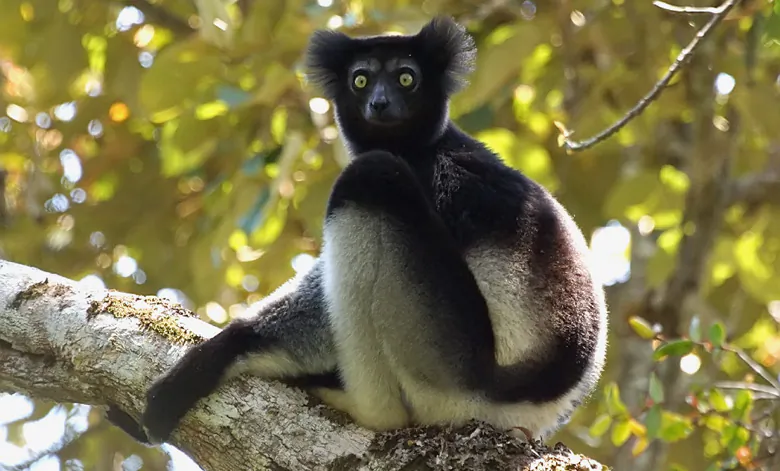 Indri Lemur. Photo by David Cook. 