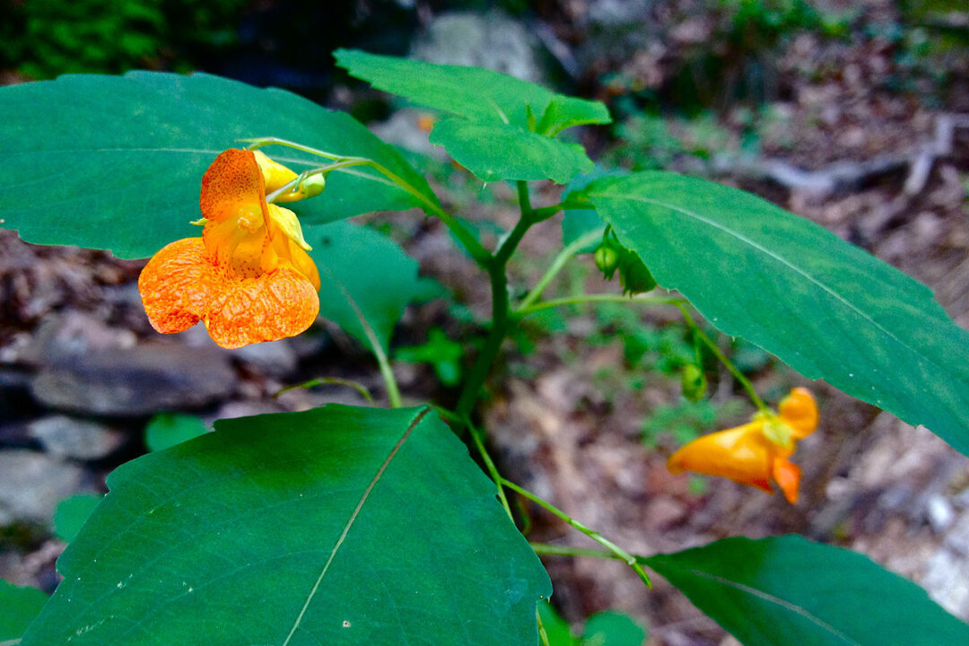 Impatiens capensis, orange jewelweed (Fritzflohrreynolds/Wikimedia Commons)
