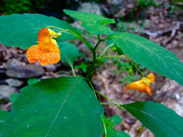 Soothe Poison Ivy, Rashes, Stings With This Common Plant