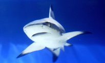 Endangered Sharks Protected by iSharkFin