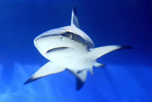 Anglers Warn Tourists, Catch Sharks to Prove It