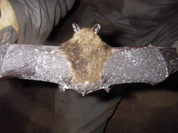 White-nose syndrome on this bat has spread to the wings and ears. The disease-causing fungus has been found at three new sites in New Brunswick. (NB Museum/Karen Vanderwolf)