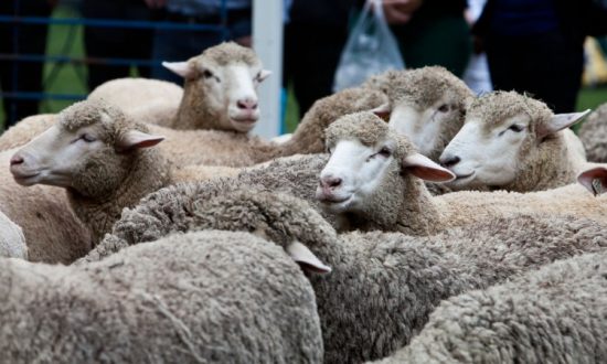 Australian Wool Regains Strength As Workers Return to the Office