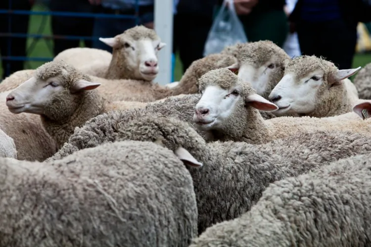 A bank report predicts that wool prices are rising after subdued demand during the COVID-19 pandemic. (Amal Chen/The Epoch Times)