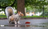 Squirrel-Killing Contest in NY Under Fire