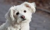 ASPCA Defends Pet Food Stamps