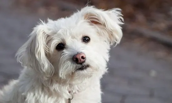 Unah the Happy Rescue in Central Park (Photo)
