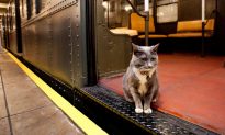 Sadie, the New York Museum of Transportation Cat (Photo)