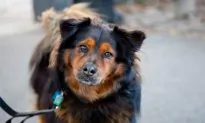 Kyler and Mali Enjoy Fall in Central Park
