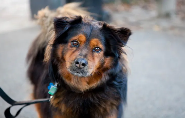 Taken from a rescue shelter, 14-year-old Kyler is a Chihuahua-Poodle mix who is obsessed with food, loves car rides and treats, and is a little camera shy. (Amal Chen/The Epoch Times)