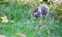 Central Park Squirrel Stocks Up for Winter (Photo)