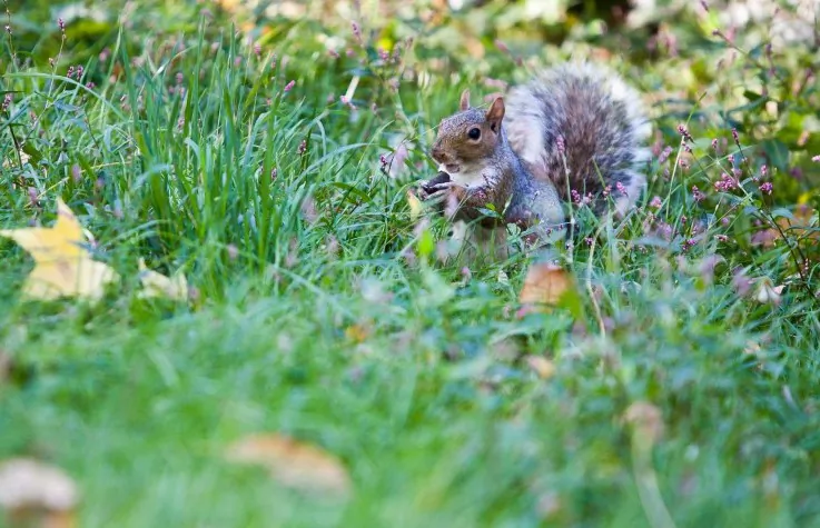 A squirrel collects nuts for the winter in New York's Central Park. (Amal Chen/The Epoch Times)