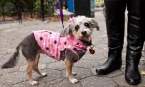 Ladies in Pink Stroll Through Union Square