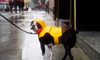 Dog Gearing Up for Sandy
