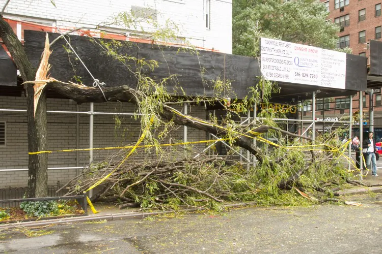A tree that is broken in half lays on the side walk on Oct. 30, the morning after Hurricane Sandy hit New York City. (Benjamin Chasteen/The Epoch Times)