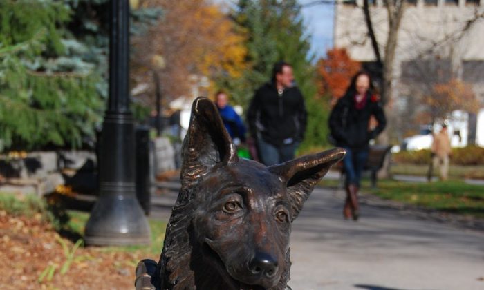 A bronze statute of a medical service dog stands in Confederation Park in downtown Ottawa, part of a dedication unveiled Nov. 3, 2012, in advance of Veterans’ Week from Nov. 5 to 11, to honour animals that served alongside their human comrades in war. The dedication also includes three interpretative plaques that explain the contributions of animals to Canada’s war efforts. During past wars, animals played a variety of roles. Mules carried supplies and artillery; horses hauled field guns; and carrier pigeons delivered messages to specific destinations. Dogs worked as messengers, medical assistants, mine detectors, and in search and rescue, and they are still used by the Canadian Armed Forces today. (Jonathen Ren/The Epoch Times)