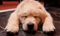 Personality Test: What Breed of Dog Are You?
