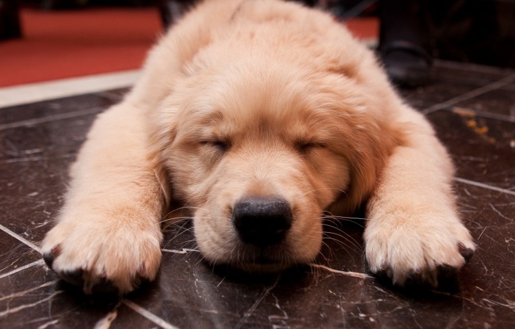 Personality Test: What Breed of Dog Are You?