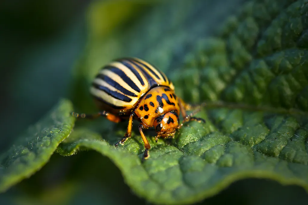 "This is an insecticide that is based on a specific gene," says Jeff Scott. "Thus, you might be able to kill only that specific insect, and that would be a phenomenal breakthrough in pest control."  (andriuXphoto/CC BY-SA 2.0)