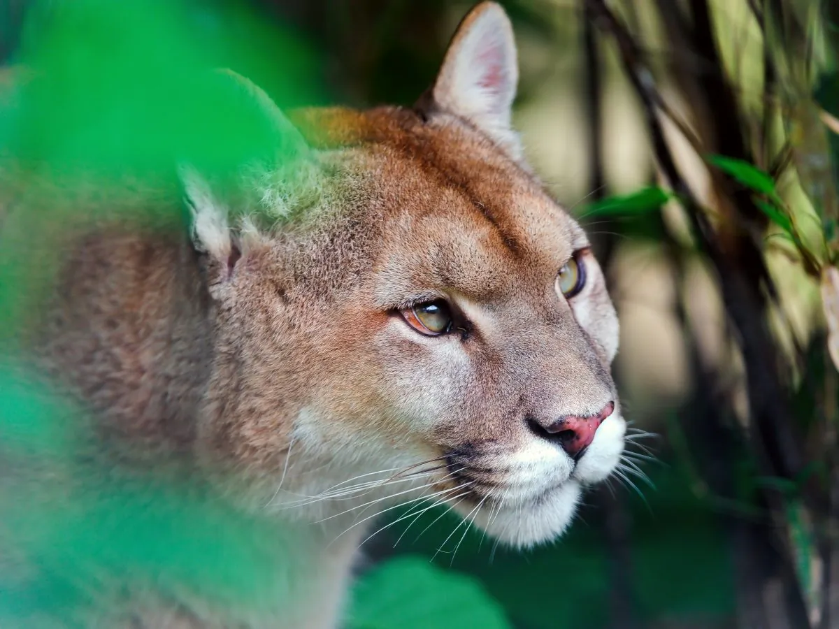 "This population has one foot on the banana peel and one foot on the edge," Winston Vickers says of Santa Ana mountain lions. "Whatever we can do, we should do. Other populations are going the same direction, they're just not as far down the road." (Tambako The Jaguar/CC BY-ND 2.0)