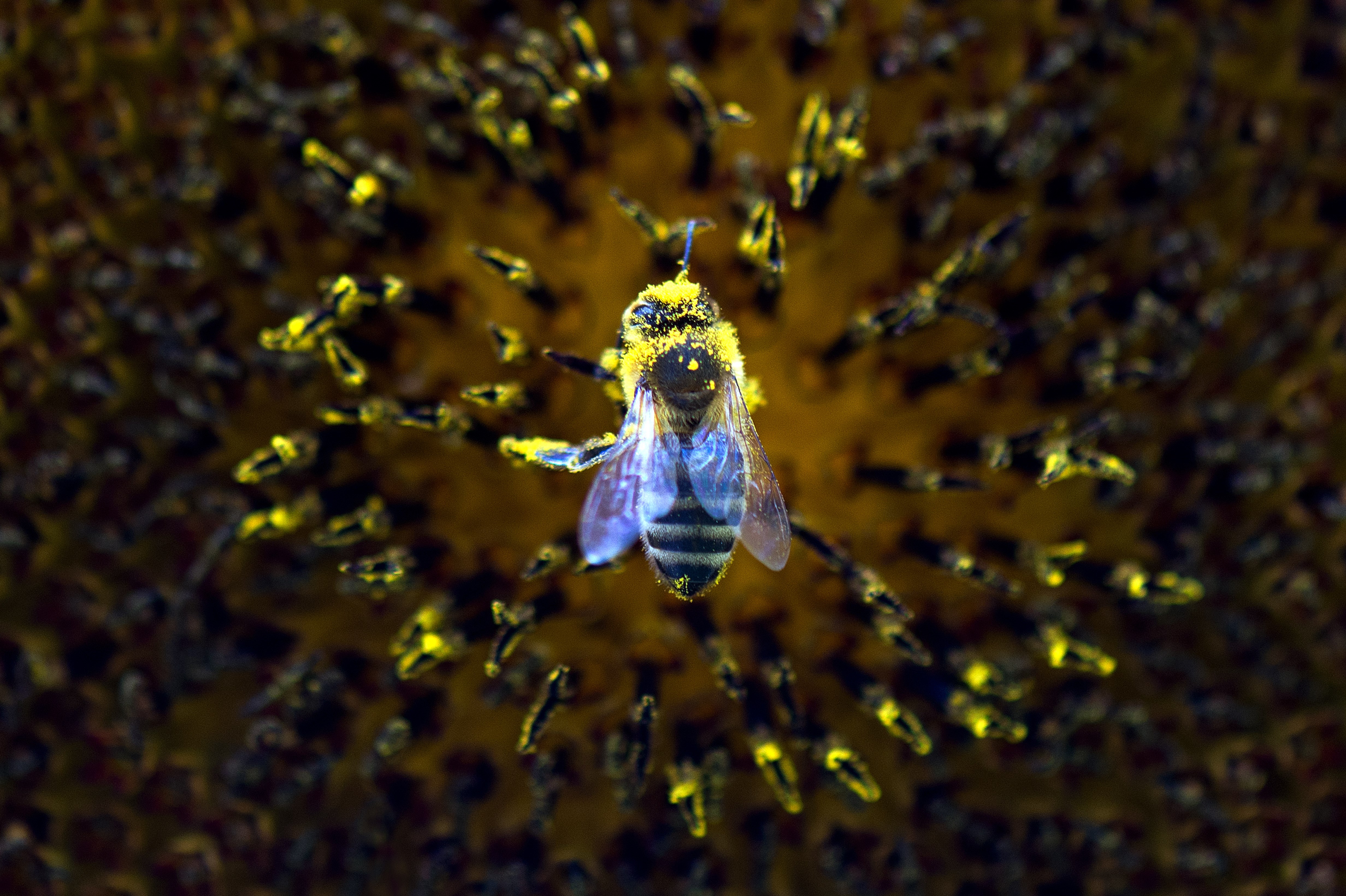 Убегаем пчел. Пчела фото. Рой пчел. Необычные пчелы. Птицы и пчелы.