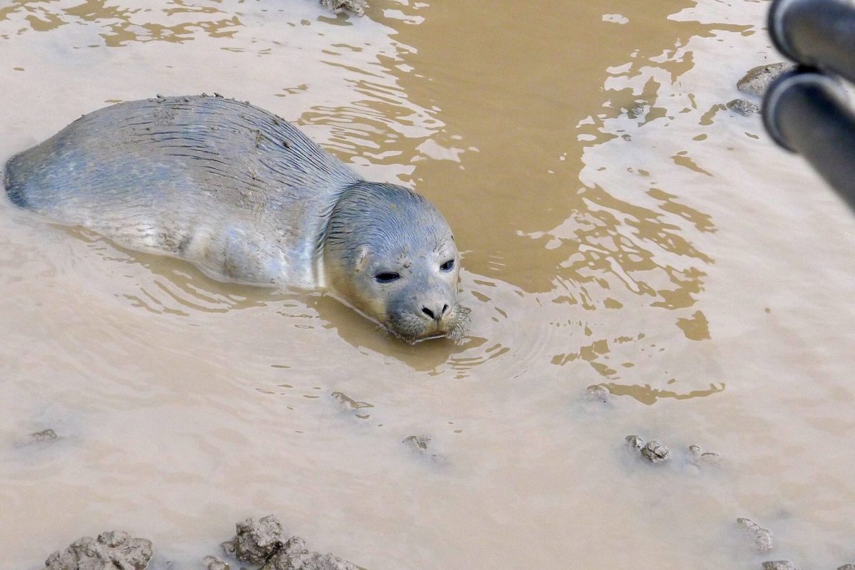 (Natureland Seal Sanctuary)