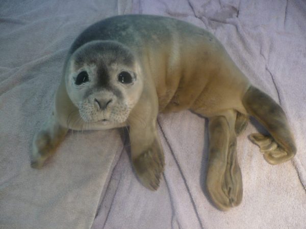 (Natureland Seal Sanctuary)