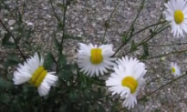 Photo of Deformed Daisies Found Near Fukushima Goes Viral (Video)