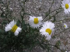 Photo of Deformed Daisies Found Near Fukushima Goes Viral (Video)