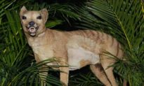The Thylacine Debate—Is the Tasmanian Tiger Really Extinct?