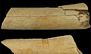 New Evidence Found of Tool Use Among Ancient Humans