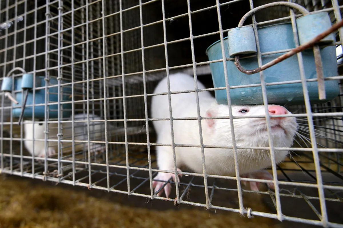 A mink looking out from a cage at a mink farm near Stavropol, Russia, April 28, 2015. (DANIL SEMYONOV/AFP/Getty Images)