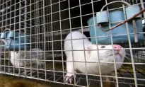 FBI: US Rampage to Release Mink Ends in Arrest