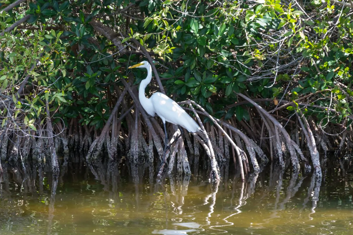 "In New Zealand, mangroves have been traditionally viewed as undesirable as they take over areas where there were once sandy beaches," says Karin Bryan. "Now we know that they also could play a critical role in buffering our coastal land from the effects of sea level rise." Above, mangroves in Florida. (dconvertini/CC BY-SA 2.0)