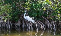 Rising Seas Threaten to Drown Important Mangrove Forests, Unless We Intervene