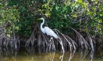 Can Mangrove Forests Save Coastal Areas?
