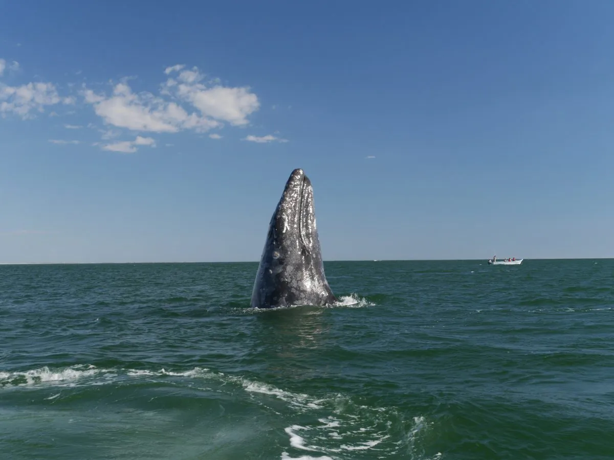 Grey whale in the Pacific Ocean by Baja California, March 2015. (Cyril Christo and Marie Wilkinson) 