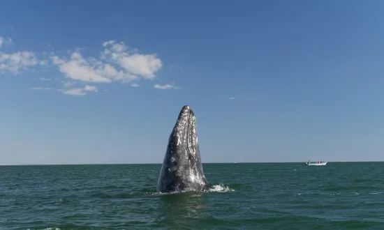 A Call for Saving Leviathan, for Saving the Whales