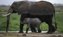 18 Elephants Put on Plane From Africa, Headed to US Zoos