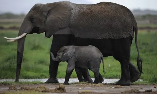 18 Elephants Put on Plane From Africa, Headed to US Zoos