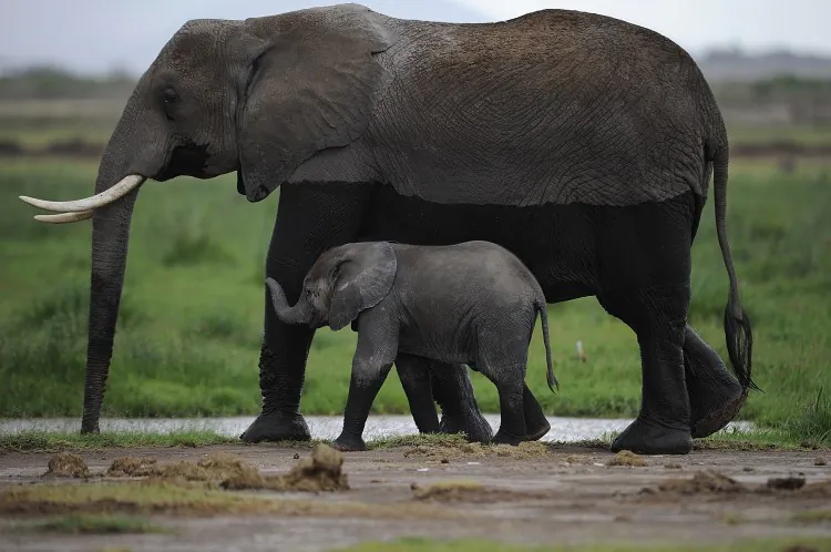Elephants in a file photo. (Philippe Lopez/AFP/Getty Images)
