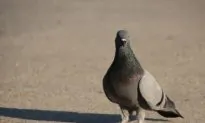 Pigeons, Like Monkeys, Can Order Numbers