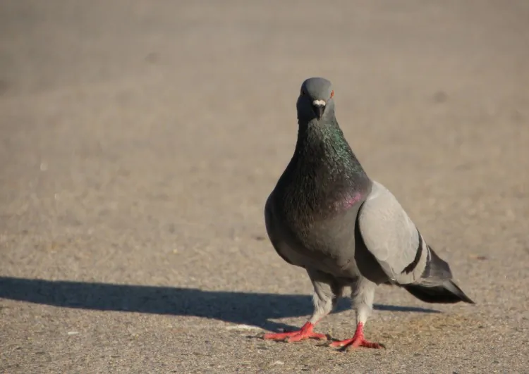 New research shows that pigeons can count. (Stephanie Lam/The Epoch Times)