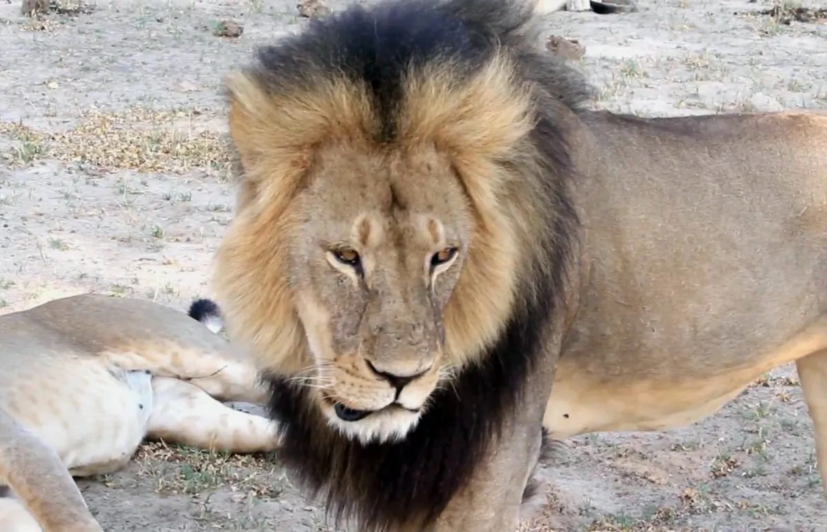 In this frame grab taken from a November 2012 video made available by Paula French, a well-known, protected lion known as Cecil strolls around in Hwange National Park, in Hwange, Zimbabwe. (Paula French via AP)
