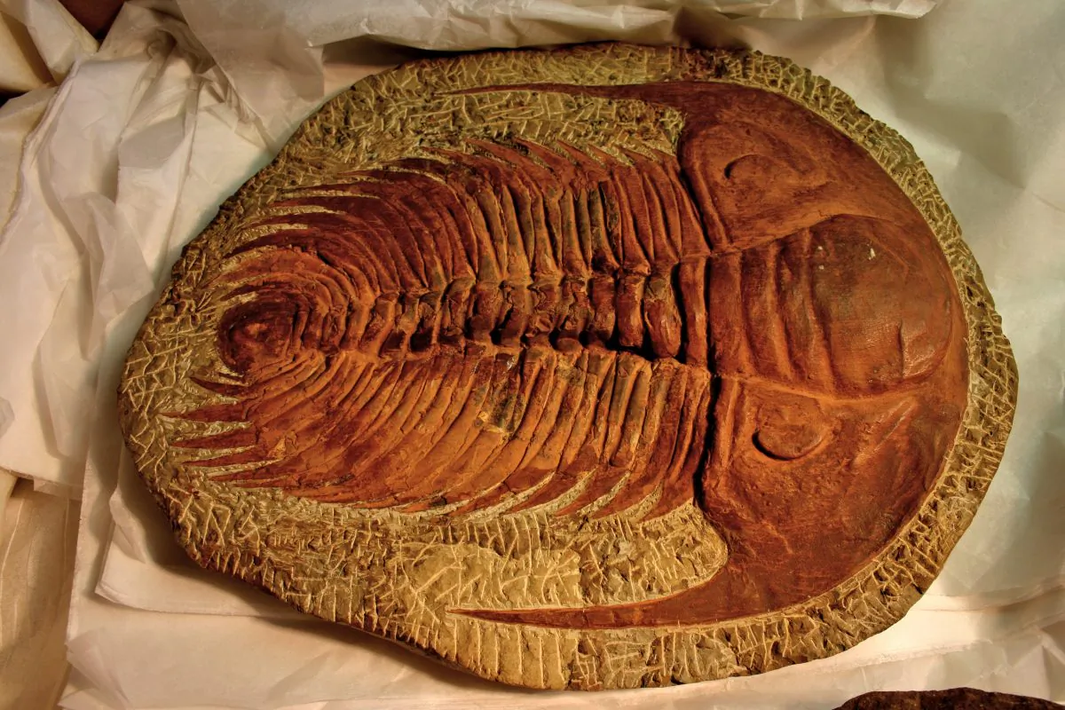 A trilobite fossil, one of the most common fossils due to its hard exoskeleton. But even soft-tissue fossils have been discovered. (Mike Peel/CC BY-SA 2.0)