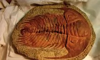 5 Bizarre Fossil Discoveries That Got Scientists Excited