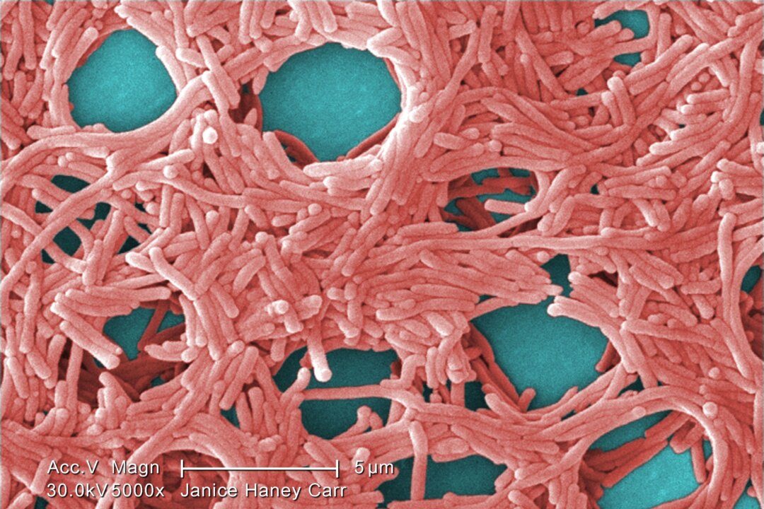 Colorized scanning electron micrograph (SEM) of Legionella pneumophila bacteria. (Janice Haney Carr/CDC/Public Domain)