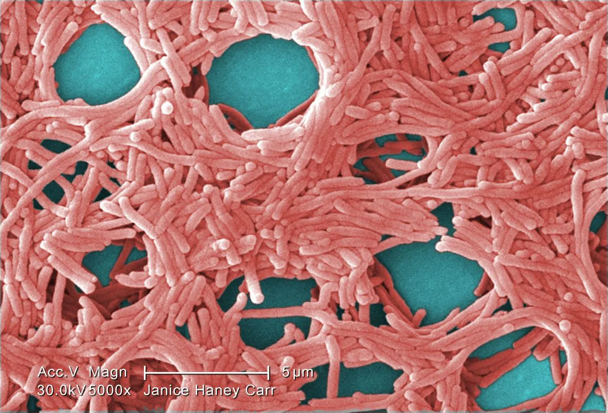 Colourized scanning electron micrograph (SEM) of Legionella pneumophila bacteria. (Janice Haney Carr/CDC/Public Domain)
