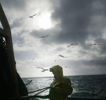 Increased Demand for Fish Causing Harm: Study